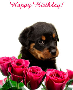 Rottweiler Happy Birthday Gifts Gift Ideas Zazzle Uk