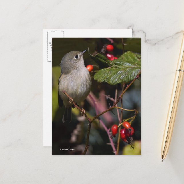 Cute Ruby-Crowned Kinglet Songbird on Bush Postcard (Front/Back In Situ)