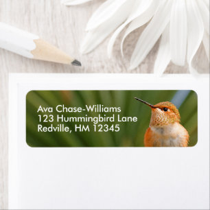 Cute Rufous Hummingbird at Rest