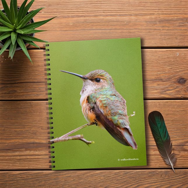 Cute Rufous Hummingbird on California Lilac Notebook (Rufous Hummingbird on the California Lilac Journal Cover Photo)