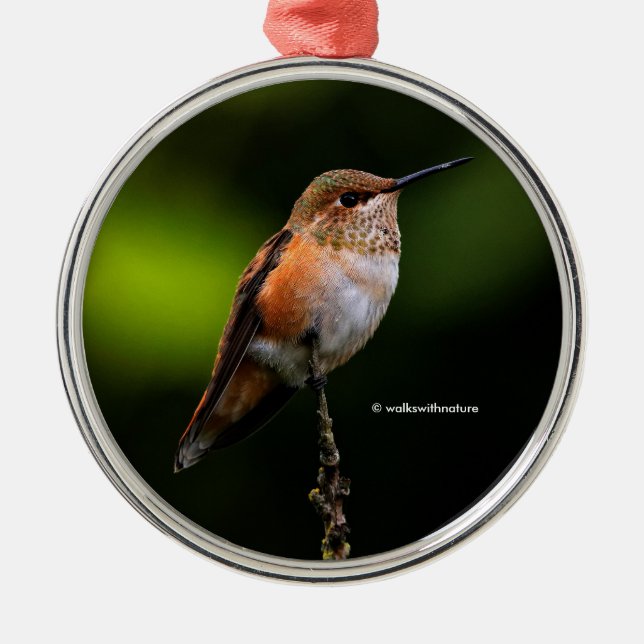 Cute Rufous Hummingbird on Fruit Tree Metal Tree Decoration (Front)