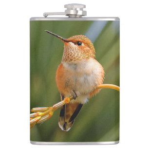 Cute Rufous Hummingbird Perched on Flower Hip Flask