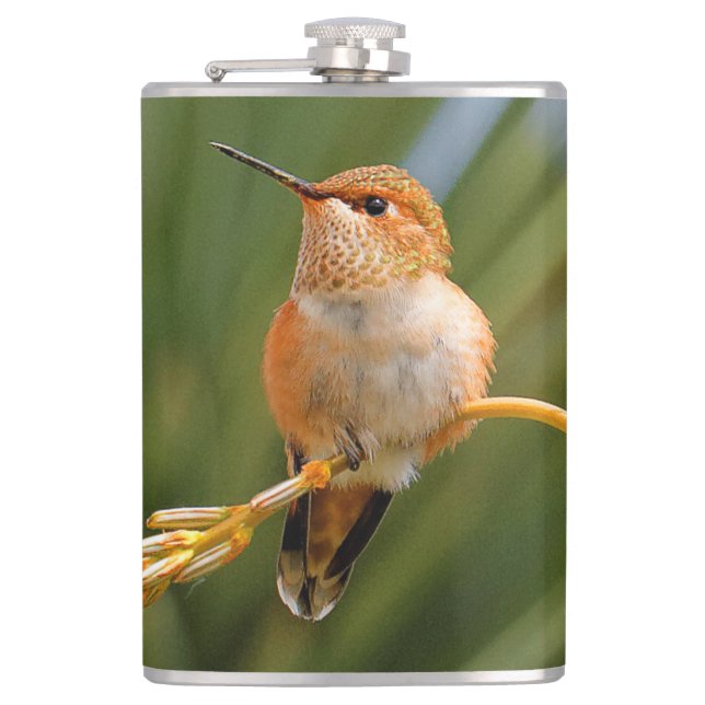 Cute Rufous Hummingbird Perched on Flower Hip Flask (Front)