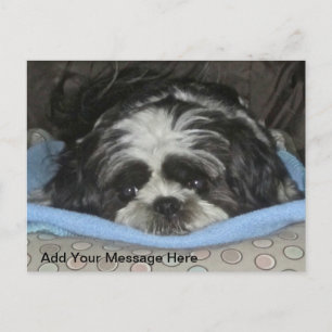 Cute Sad Eyed Shih Tzu Puppy Postcard