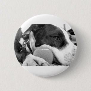 cute sad looking pitbull dog black white with ball 6 cm round badge