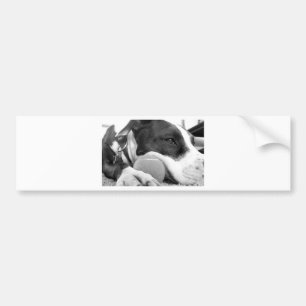 cute sad looking pitbull dog black white with ball bumper sticker