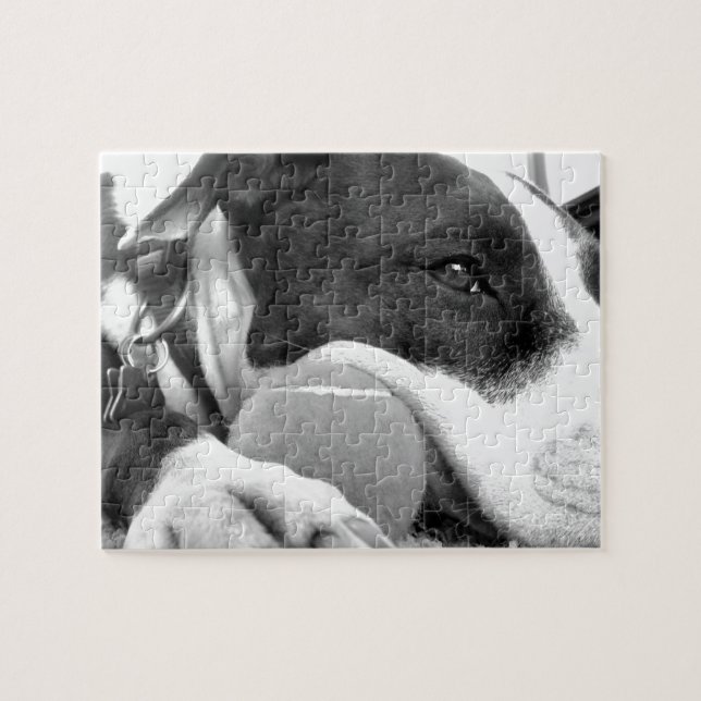 cute sad looking pitbull dog black white with ball jigsaw puzzle (Horizontal)