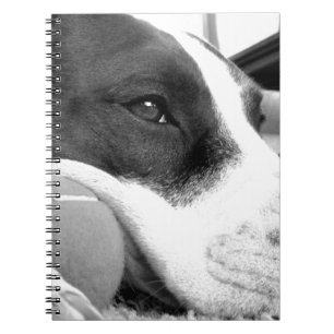 cute sad looking pitbull dog black white with ball notebook