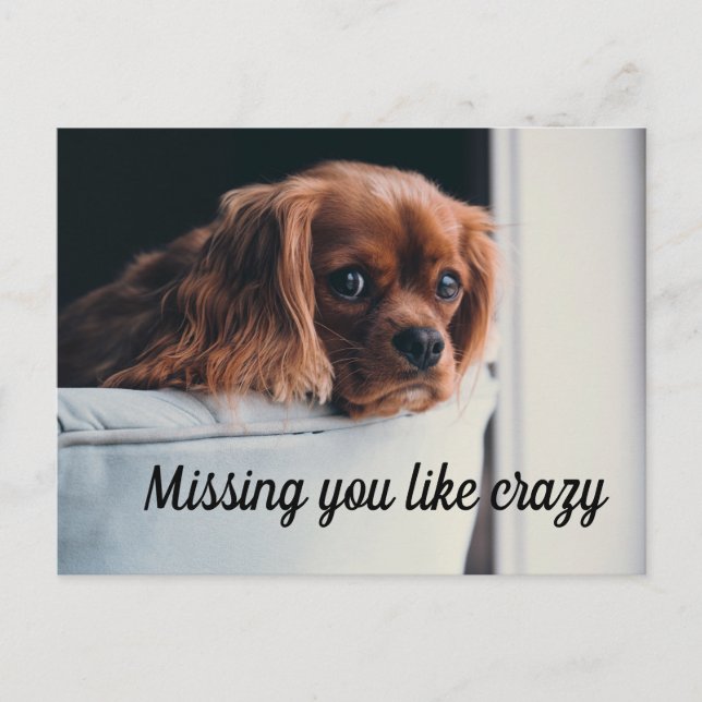 Cute Sad Puppy Missing You Like Crazy Postcard (Front)