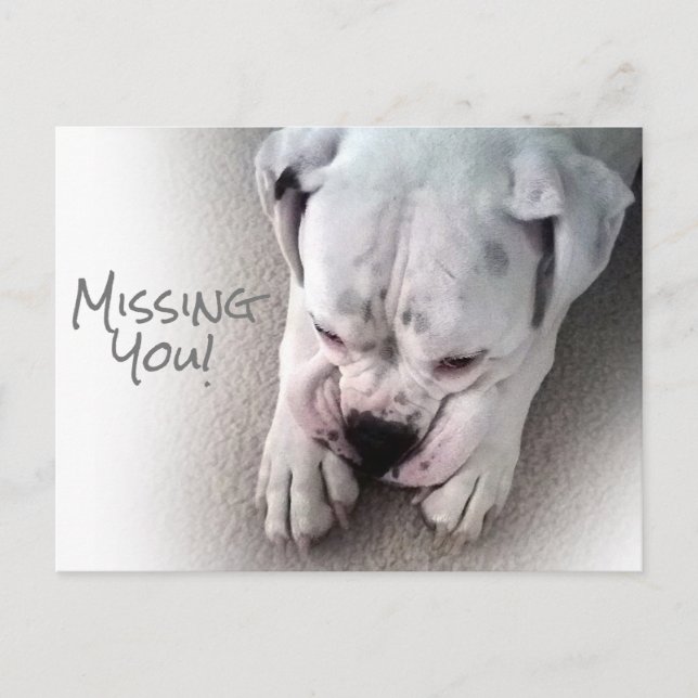 Cute, Sad White Boxer Postcard (Front)
