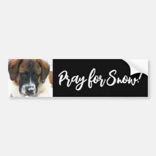 Cute Saint Bernard Pray for Snow! Bumper Sticker