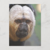 Cute Saki Monkey