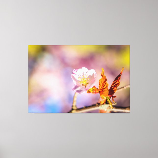 Cute Sakura Flower Canvas Print (Front)