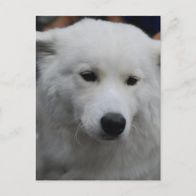 Cute Samoyed  Postcard (Front)