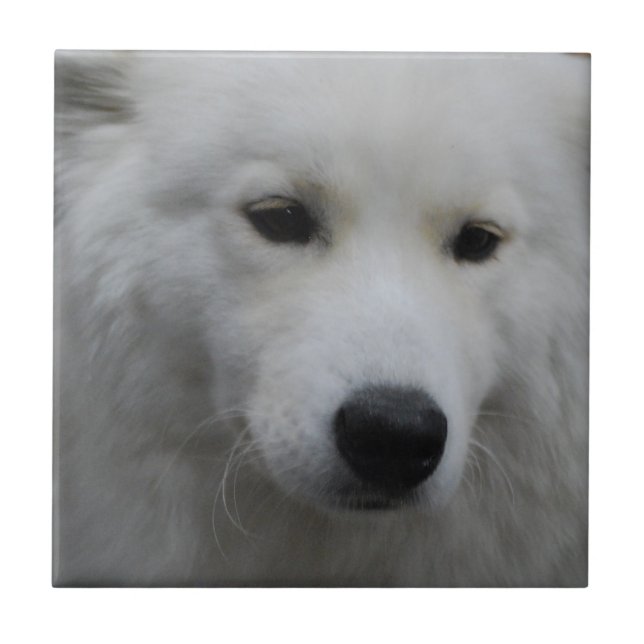 Cute Samoyed Tile (Front)