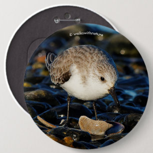 Cute Sanderling Sandpiper Shorebird Dines on Clam 6 Cm Round Badge