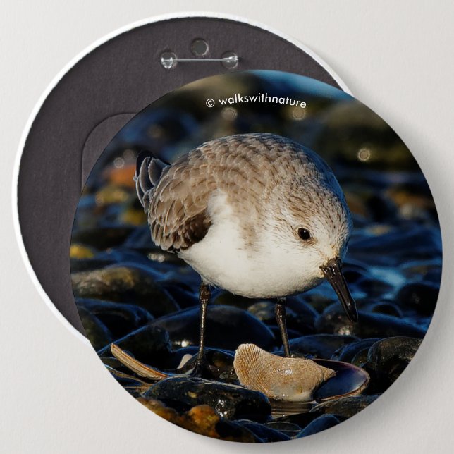 Cute Sanderling Sandpiper Shorebird Dines on Clam 6 Cm Round Badge (Front & Back)