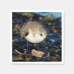 Cute Sanderling Sandpiper Shorebird Dines on Clam Napkin