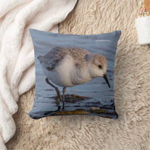 Cute Sanderling Sandpiper Strolling Winter Beach Cushion