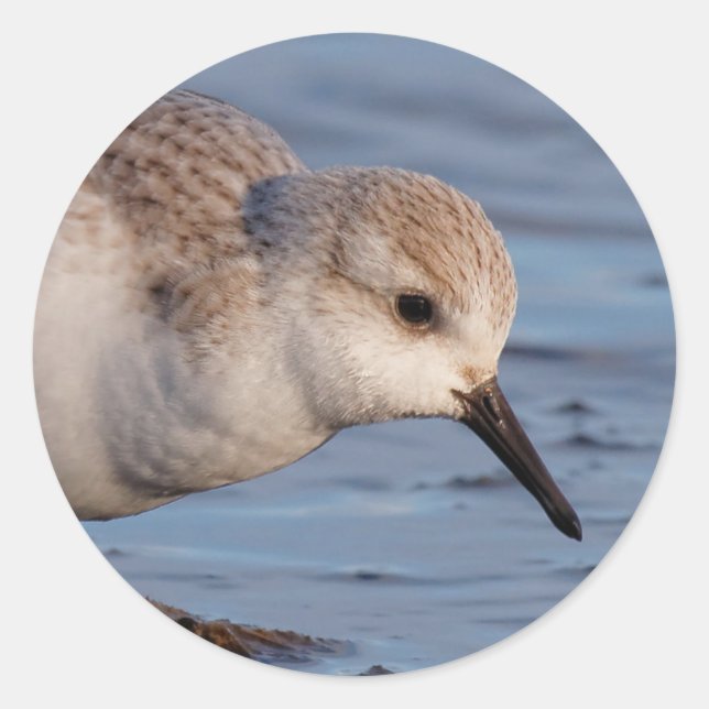 Cute Sanderling Sandpiper Strolls Wintry Beach Classic Round Sticker (Front)