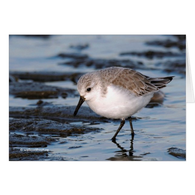 Cute Sanderling Sandpiper Wanders Winter Shores (Front Horizontal)