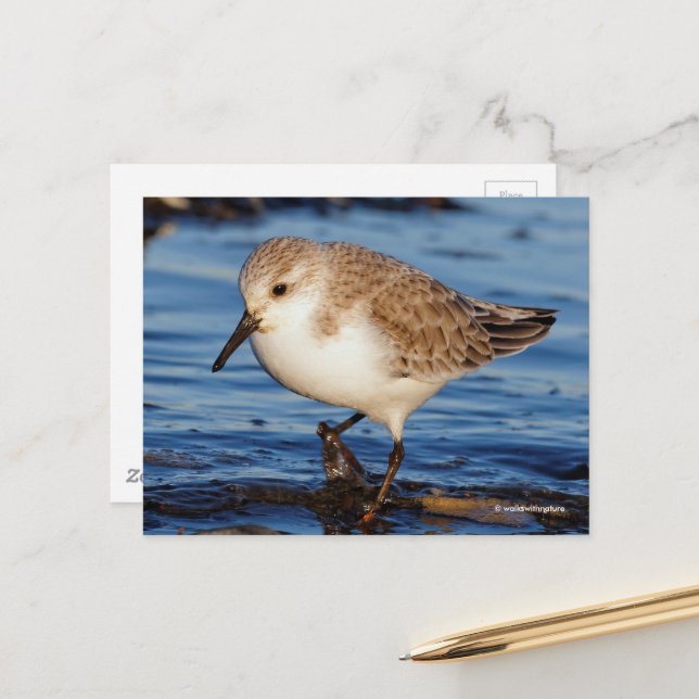 Cute Sanderling Sandpiper Wanders Wintry Shores Postcard (Front/Back In Situ)