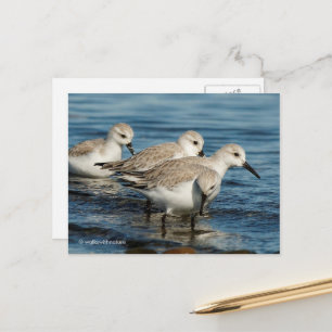 Cute Sanderlings Sandpipers at Beach Postcard