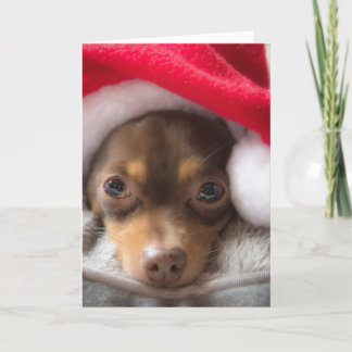 Cute Santa Chihuahua Feliz Navidad Card