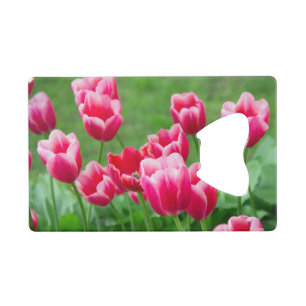 Cute scarlet tulips in the garden