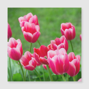 Cute scarlet tulips in the garden