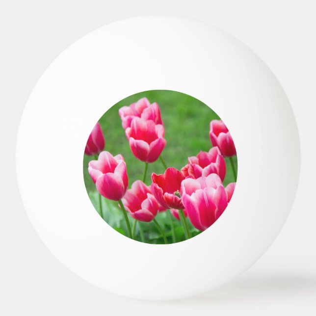 Cute scarlet tulips in the garden ping pong ball (Front)