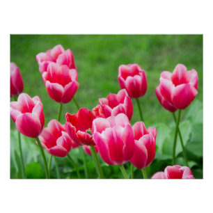 Cute scarlet tulips in the garden poster