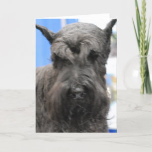 Cute Schnauzer  Greeting Cards