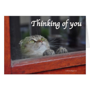 Cute Scottish Fold Cat thinking you pray card