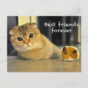 Cute scottish fold noodles cat best friends card