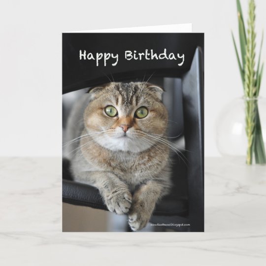 Cute Scottish Fold Noodles Cat Happy Birthday Card Zazzle Co Uk