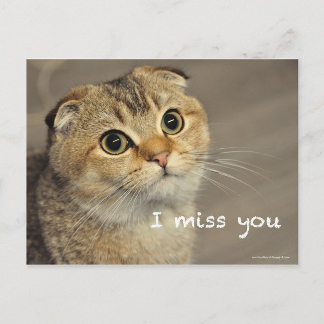 Cute Scottish fold noodles cat miss you postcard (Front)