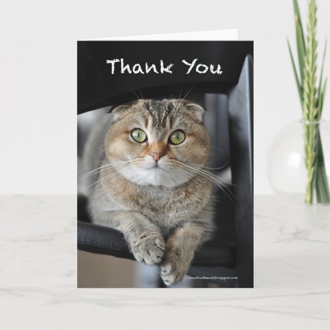 Cute scottish fold noodles cat thank you card (Front)
