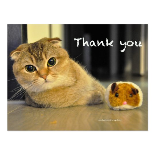 cute scottish fold noodles cat thank you postcard | Zazzle.co.uk