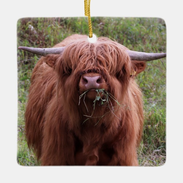 Cute Scottish Highland Cow Ceramic Ornament (Front)