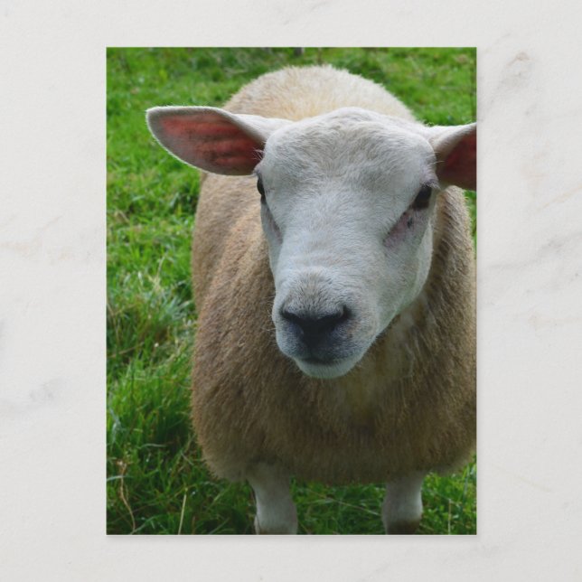 Cute Scottish Sheep Postcard (Front)