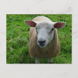 Cute Scottish Sheep Postcard