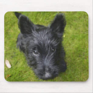 Cute Scottish Terrier Puppy Mouse Mat