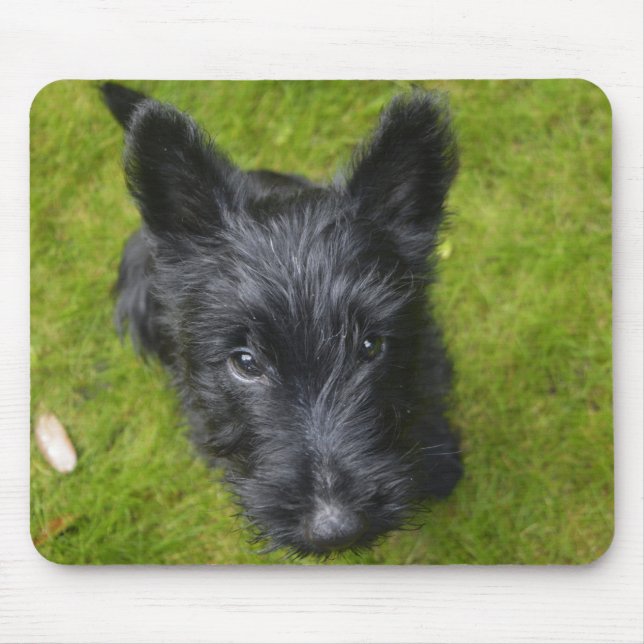 Cute Scottish Terrier Puppy Mouse Mat (Front)