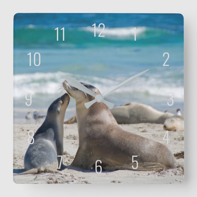 Cute Sea Lion & Baby Pup Beach Australia Square Wa Square Wall Clock (Front)