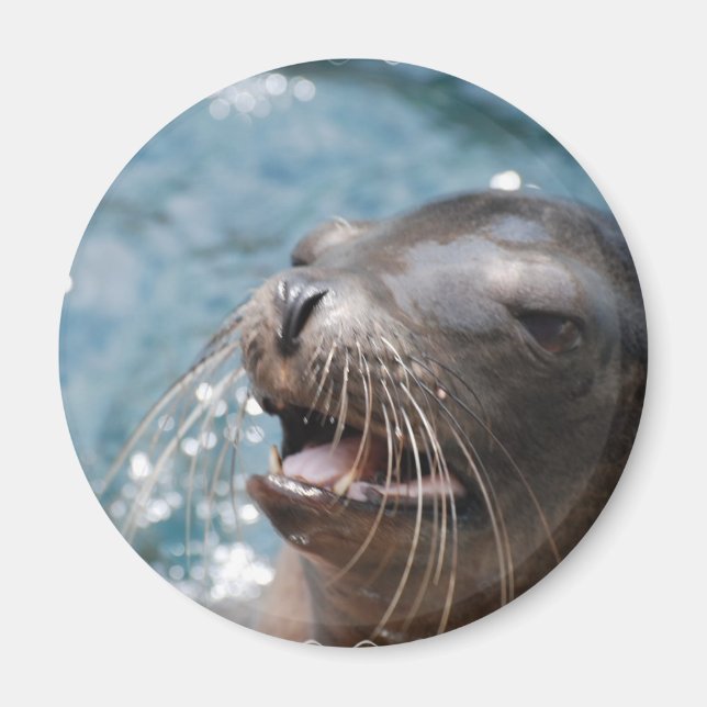 Cute Sea Lion  Magnet (Front)