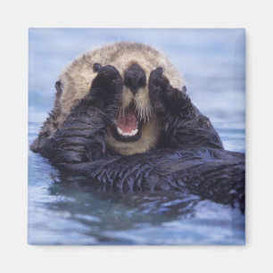 Cute Sea Otter   Alaska, USA Magnet