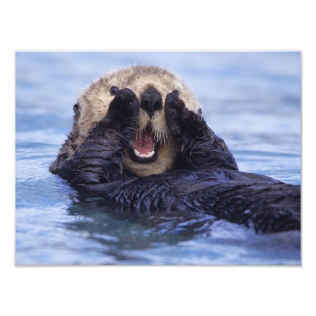 Cute Sea Otter | Alaska, USA Photo Print (Front)