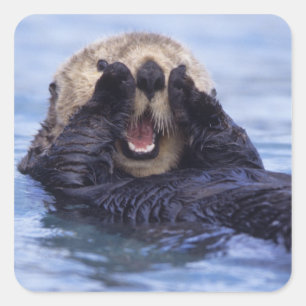 Cute Sea Otter   Alaska, USA Square Sticker