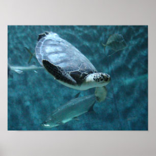 Cute Sea Turtle and  Fish Swimming Poster